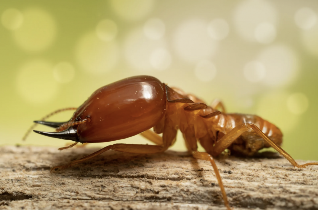 Chemical vs Physical Termite Barrier: Which Option Is Best with Pets?